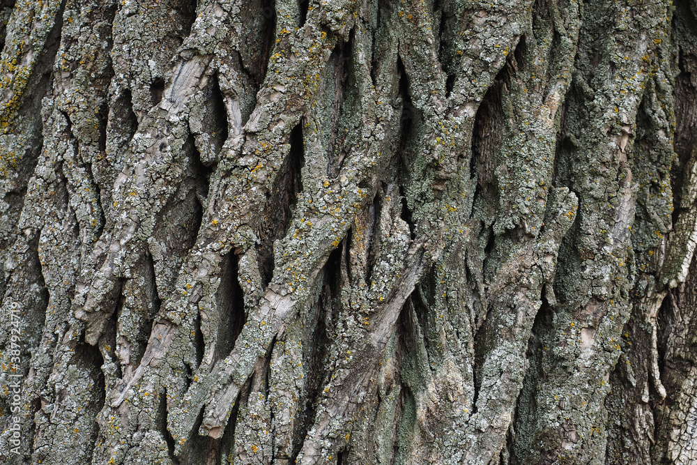 Gray tree bark texture. Close-up. Background for wallpaper. Gray tree bark texture. Close-up. Background for wallpaper.