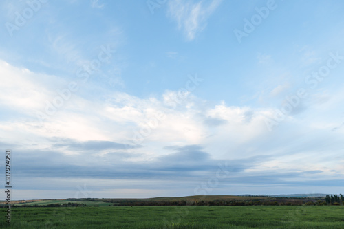Green field and sky with clouds  grass in spring background  agricultural cereal crop