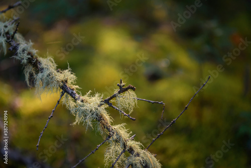 Dry branch covered with moss on a blurry green background, close up. Natural vegetation background. © exebiche