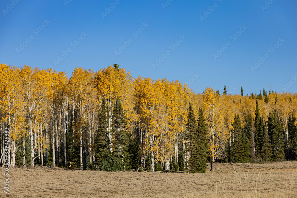 Sunny view of the beautiful fall color around Dixie National Forest
