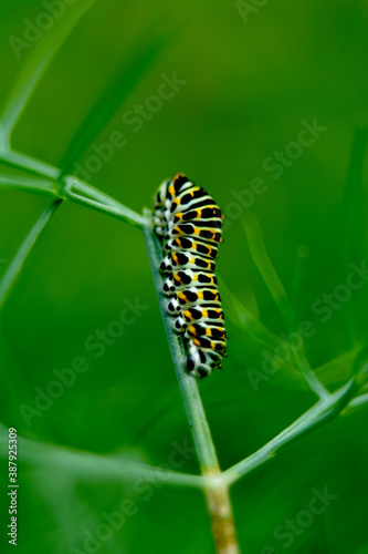 caterpillar © Сергей Кунин