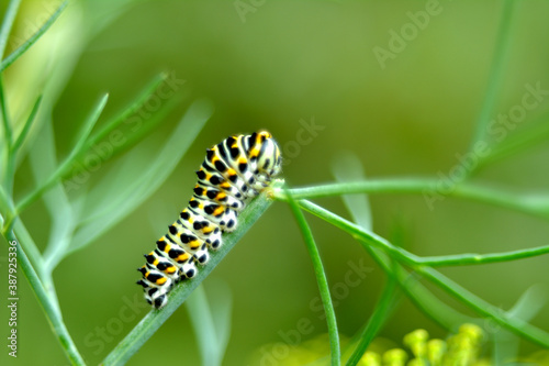 caterpillar © Сергей Кунин