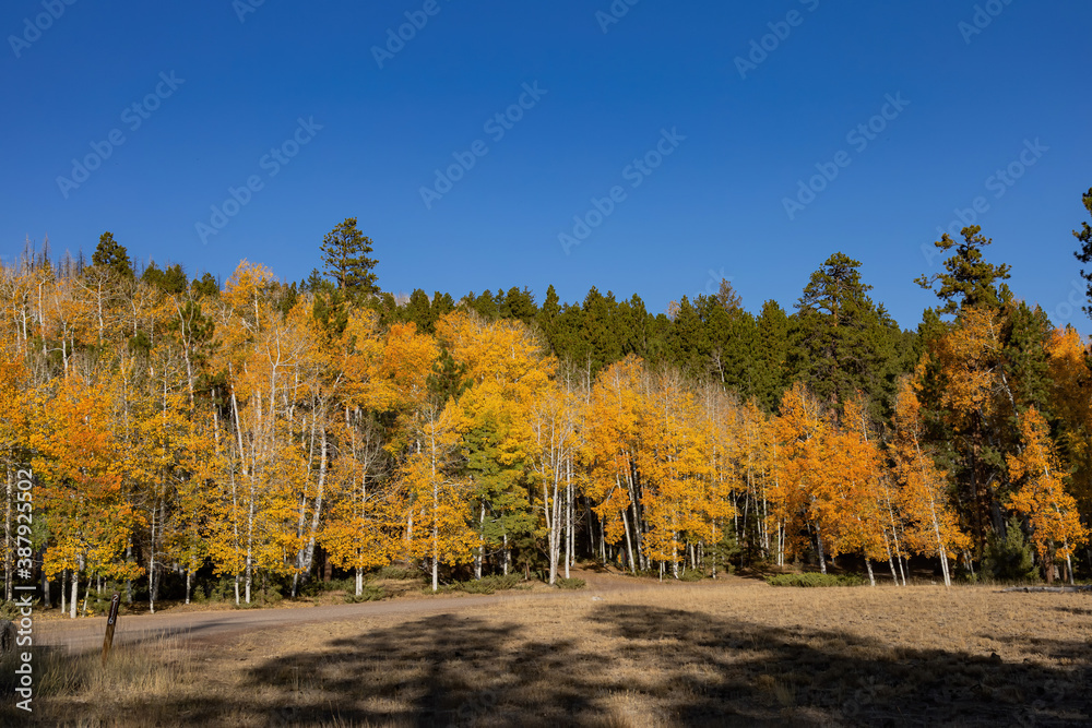 Fototapeta premium Sunny view of the beautiful fall color around Dixie National Forest