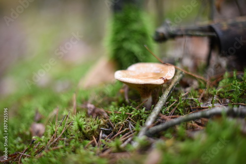 Mushrooms in the autumn forest.