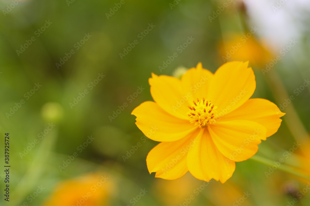 Yellow cosmos flower soft focus with some sharp and blurred background. Yellow cosmos flower soft focus with some sharp and blurred background.
