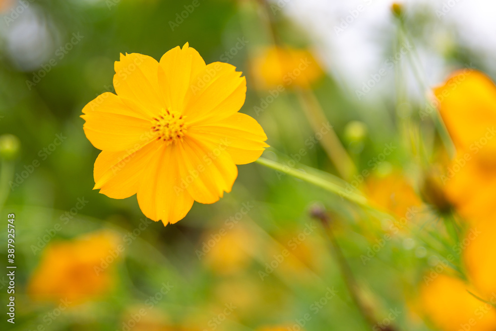 Yellow cosmos flower soft focus with some sharp and blurred background. Yellow cosmos flower soft focus with some sharp and blurred background.