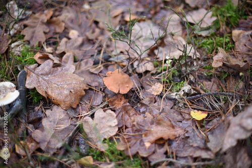 Mushrooms in the autumn forest.