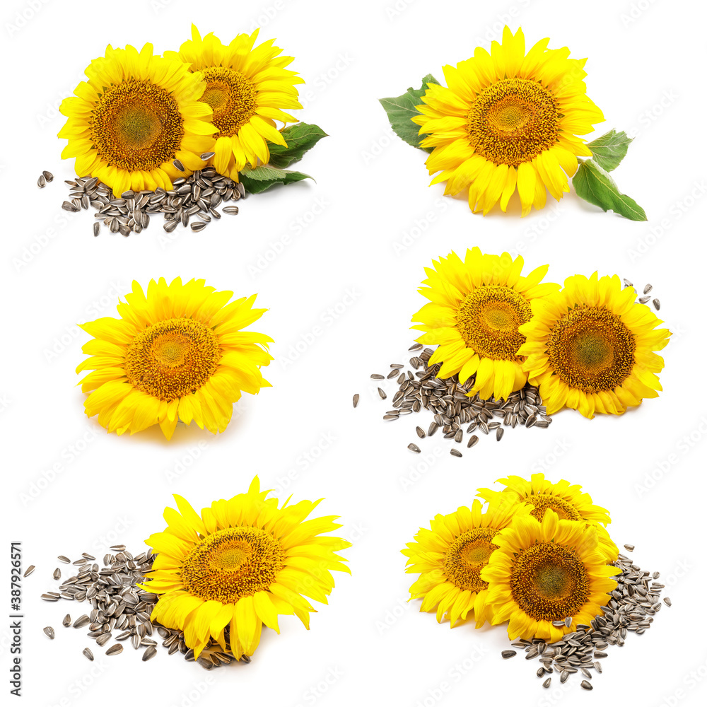 Beautiful sunflowers with seeds on white background Beautiful sunflowers with seeds on white background