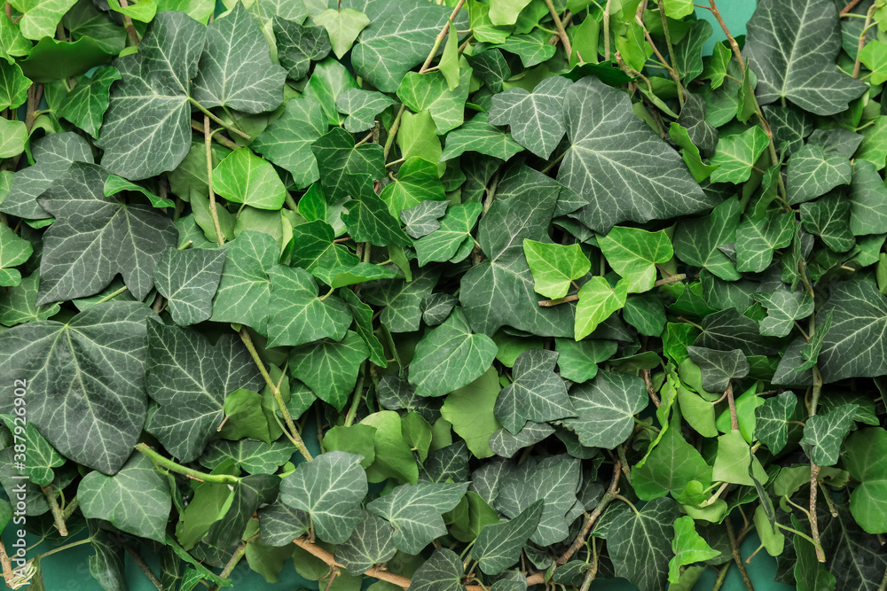 Green ivy leaves as background Green ivy leaves as background