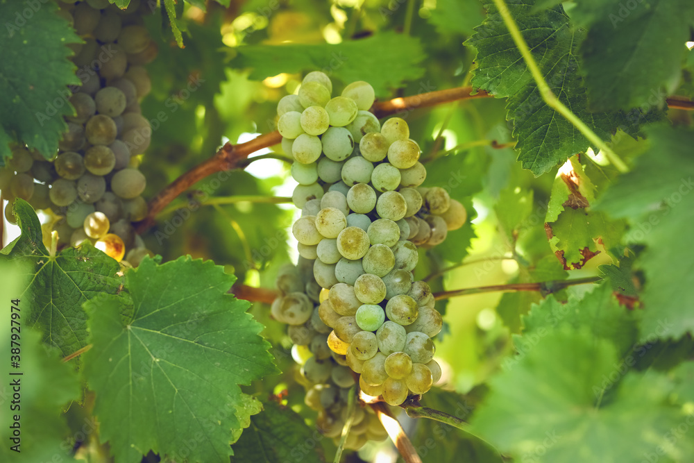 Cluster of ripe grapes in vineyard