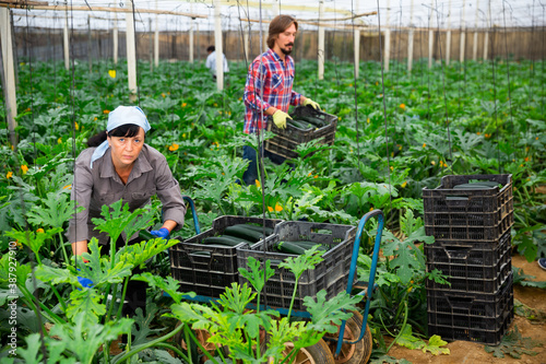 Positive woman harvesting ripe zucchini in the greenhouse