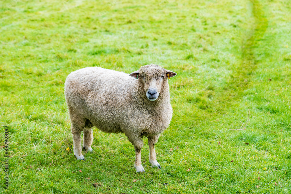 Fototapeta premium Sheep isolated on green field background, in Bourton-on-the-Water, Cotswolds, Engalnd.