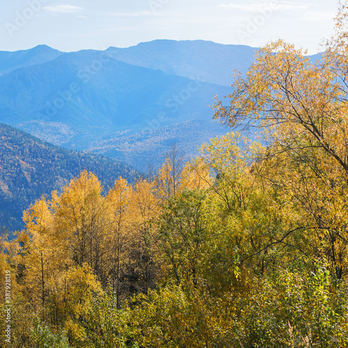 Sunny autumn day in the Sayan mountains, Siberia. Autumn colors of trees and tops in a blue haze.