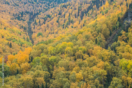 Mountain slope covered with autumn forest  natural background