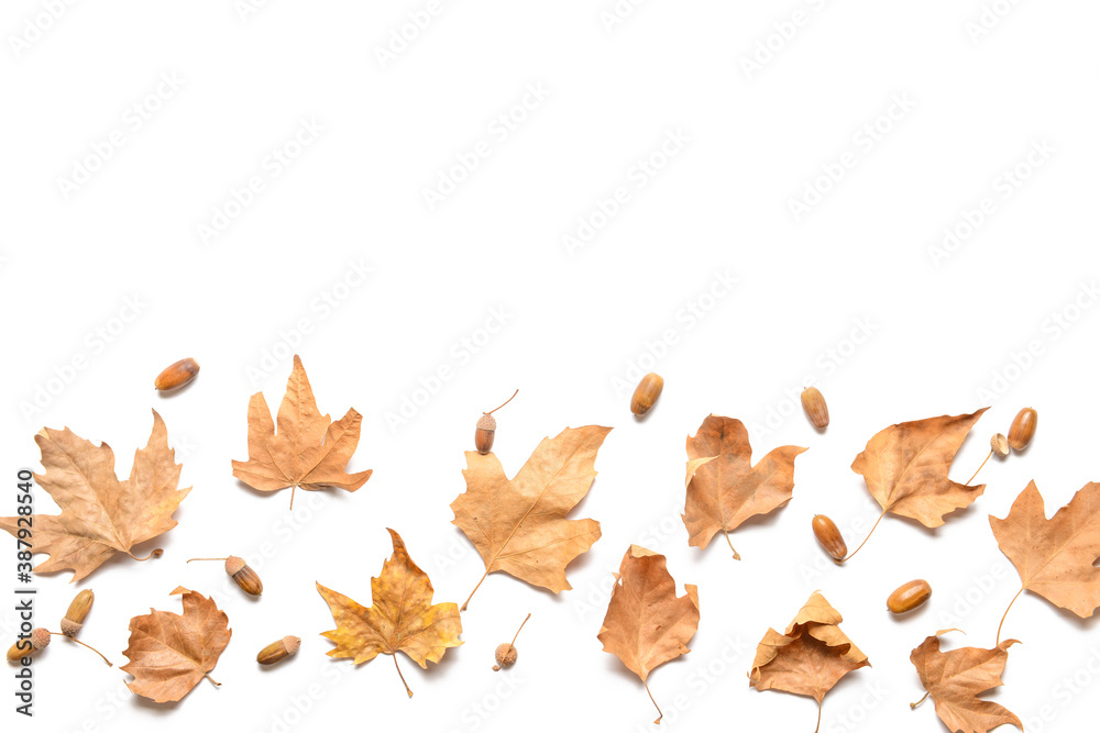 Beautiful autumn composition on white background Beautiful autumn composition on white background