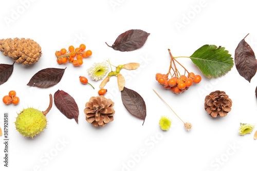 Beautiful autumn composition on white background