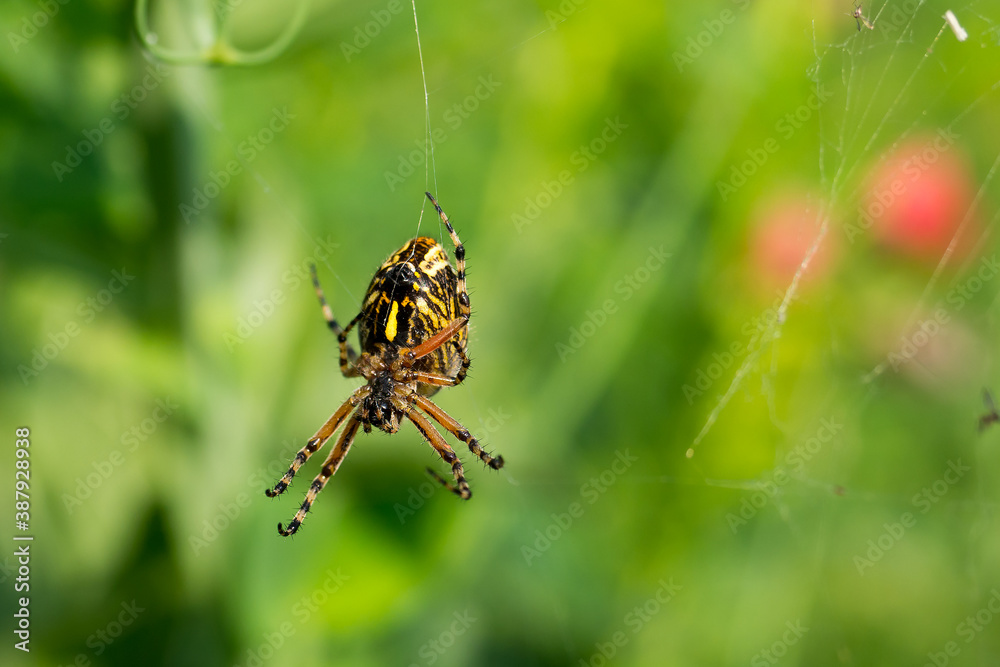 The spider Argiope bruennichi weaves a web. Insect close-up. Macro. The spider Argiope bruennichi weaves a web. Insect close-up. Macro.