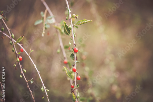 Goji ripe red berries autumn fruits
