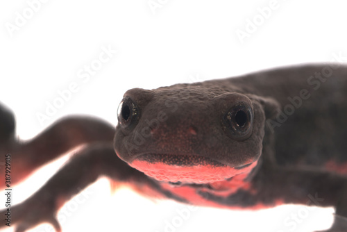 アカハライモリの顔