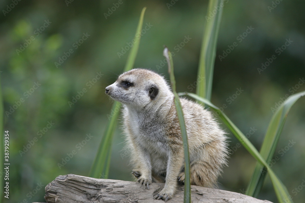 Obraz premium meerkat on the lookout
