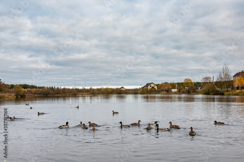 Ducks swimming in a pond at a autumn park. Wild ducks, drake, bird, wild bird, small bird, duck on the lake
