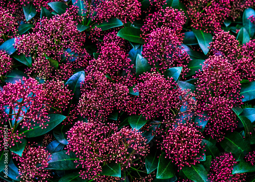 Skimmia japonica Pabella for sale in the store Fototapet