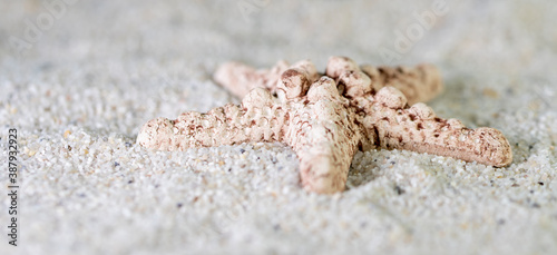 Brown sea star on sand macro photography in day daylight