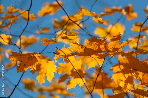 Autumn background. Yellow maple leaves against blue sky.