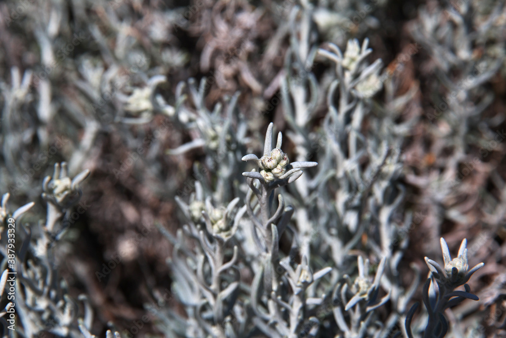 Thorn in Laguna Nimez Reserva in El Calafate, Patagonia, Argentina Thorn in Laguna Nimez Reserva in El Calafate, Patagonia, Argentina
