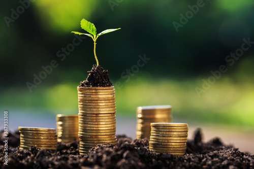 Investment ideas for success
Coins and small trees on the ground outdoor nature blurred background photo
