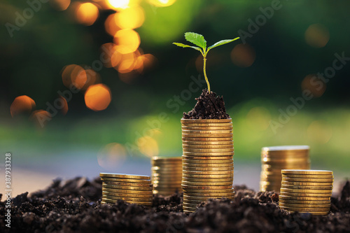 Investment ideas for success
Coins and small trees on the ground outdoor nature blurred background
