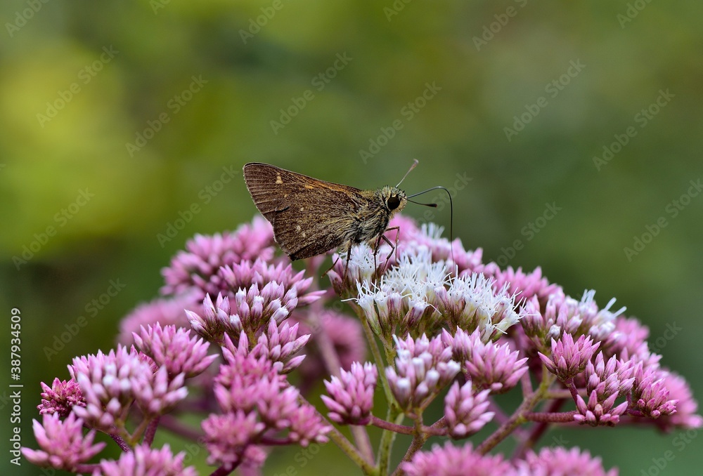 Ochlodes niitakanus butterfly(Sonan, 1936),Endemic species of Taiwan. Ochlodes niitakanus butterfly(Sonan, 1936),Endemic species of Taiwan.