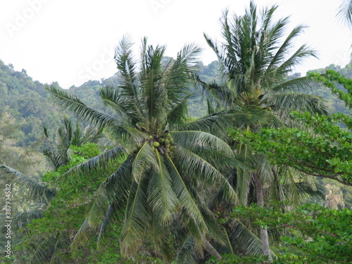 Palm trees in Phuket jungle, Thailand