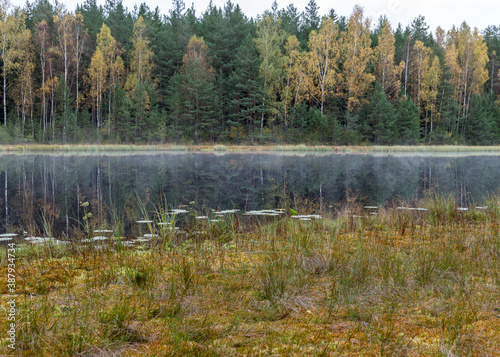 small bog lake in early autumn morning, fog on the lake surface, dry grass in the foreground, tree reflections in the water, cloudy sky