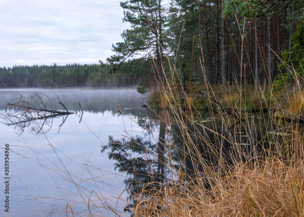 in the background a small bog lake in the early autumn morning, fog on the lake surface, dry grass in the foreground, tree reflections in the water, cloudy sky