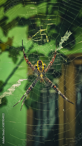 spider on the web photo