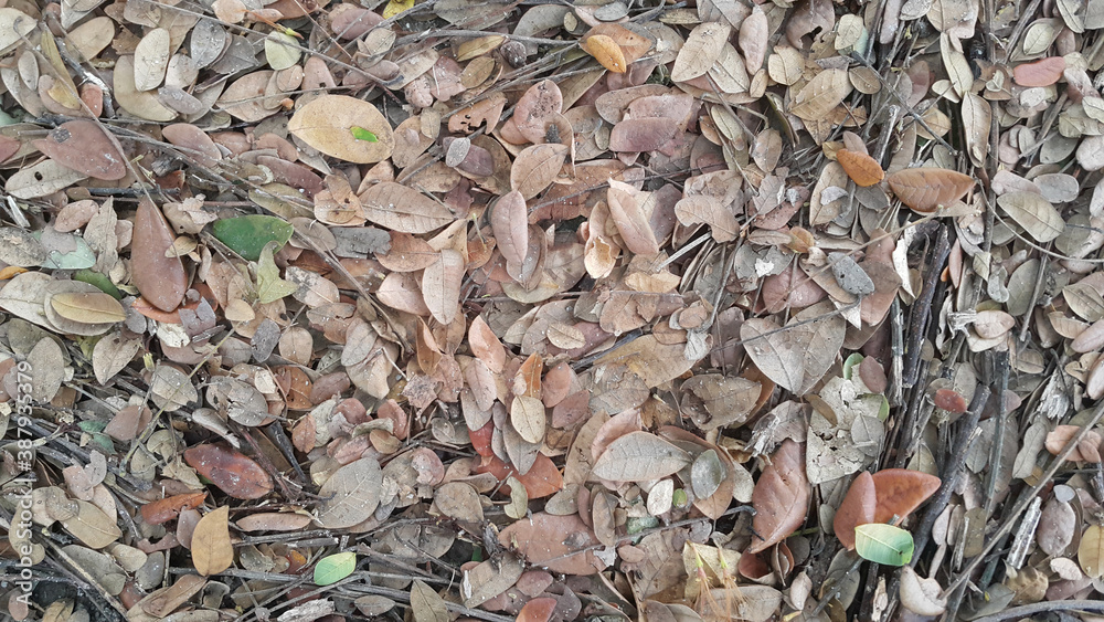 Rain tree or East Indian Walnut leaves found on the grounds of the thailand Rain tree or East Indian Walnut leaves found on the grounds of the thailand