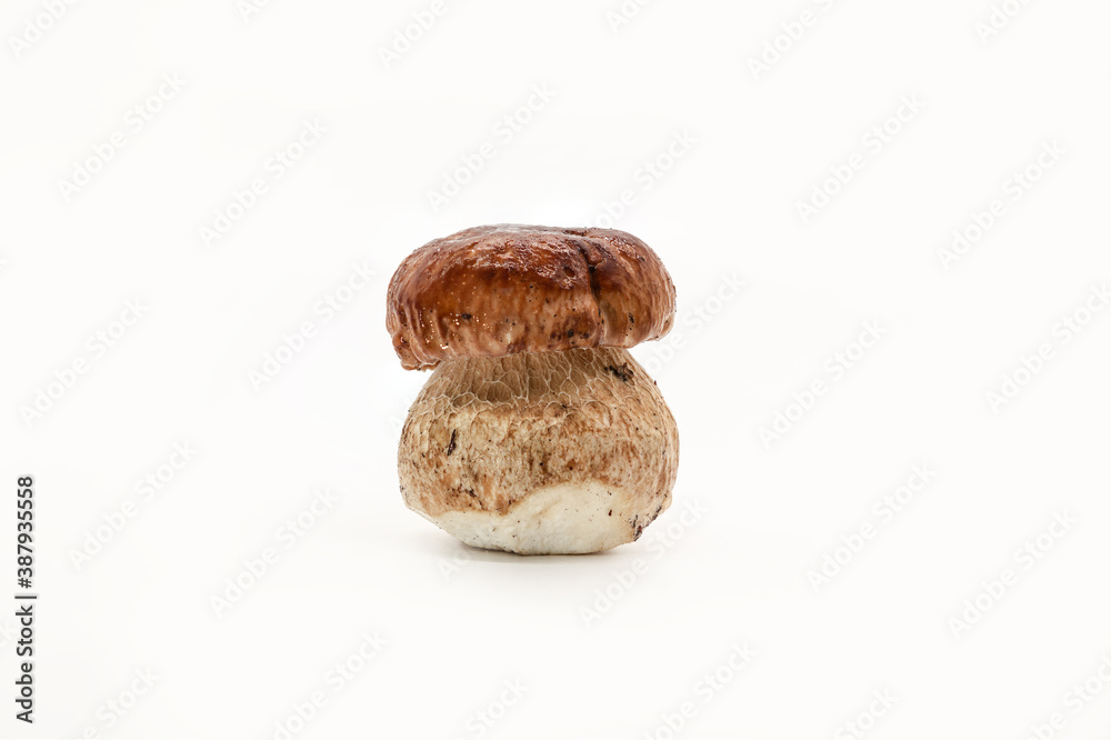Beautiful fresh porcini mushrooms on white background isolated season healthy food Beautiful fresh porcini mushrooms on white background isolated season healthy food