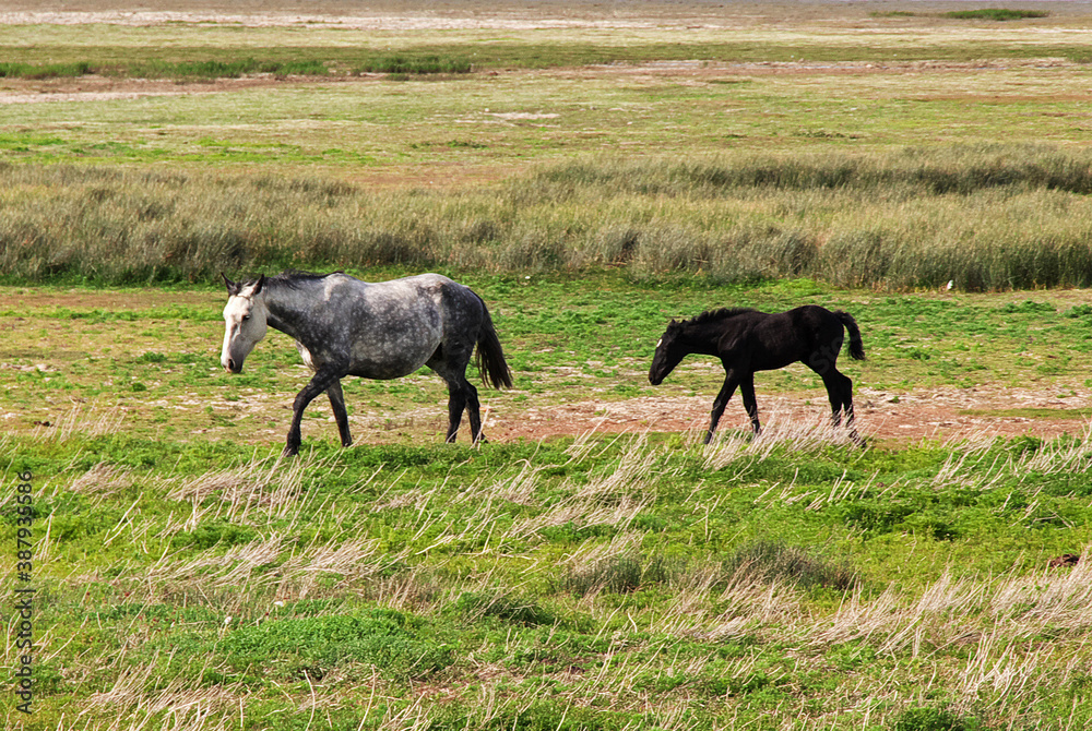Fototapeta premium Horses on Lago argentino in El Calafate, Patagonia, Argentina