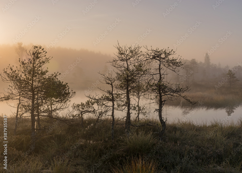 bog landscape in the morning mist, blurred swamp pine contours, bog vegetation, sunrise over the bog bog landscape in the morning mist, blurred swamp pine contours, bog vegetation, sunrise over the bog