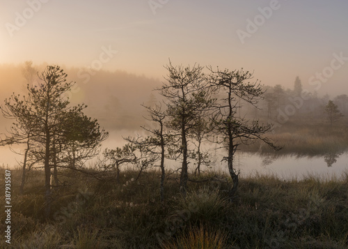 bog landscape in the morning mist, blurred swamp pine contours, bog vegetation, sunrise over the bog