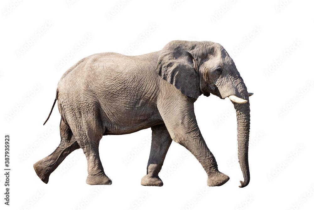 running african Elephant isolated on white background, graphic object