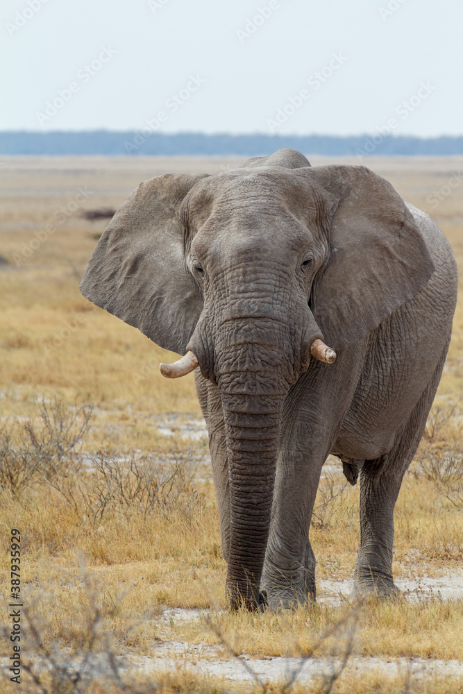 Obraz premium Majestic African Elephant drinking in waterhole in Etosha National Park, with group of giraffes in background, Namibia africa safari wildlife