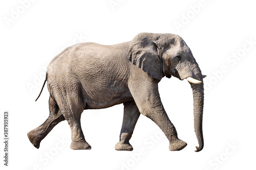 running african Elephant isolated on white background  graphic object