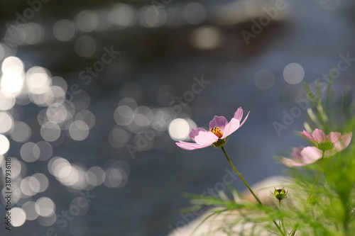 분홍색 코스모스 꽃이 보이는 아름다운 풍경