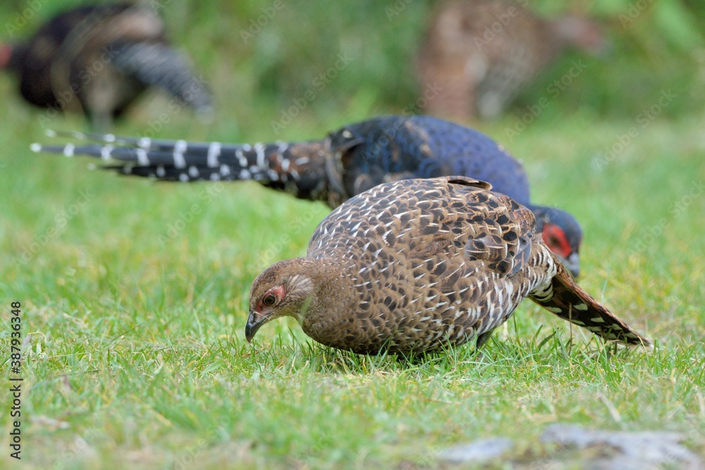 Obraz premium Emperor's Pheasant (Syrmaticus mikado), an endangered wild bird in Taiwan.