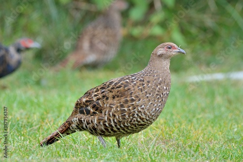 Emperor's Pheasant (Syrmaticus mikado), an endangered wild bird in Taiwan. © chienmuhou