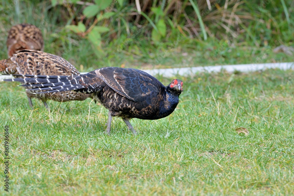 Naklejka premium Emperor's Pheasant (Syrmaticus mikado), an endangered wild bird in Taiwan.