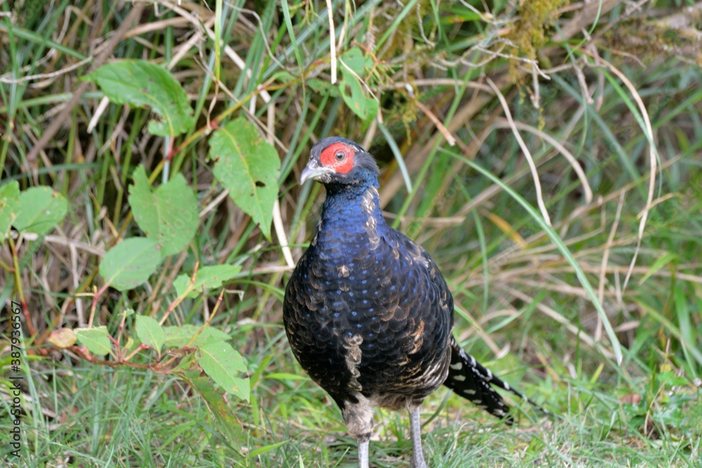 Emperor's Pheasant (Syrmaticus mikado), an endangered wild bird in Taiwan.