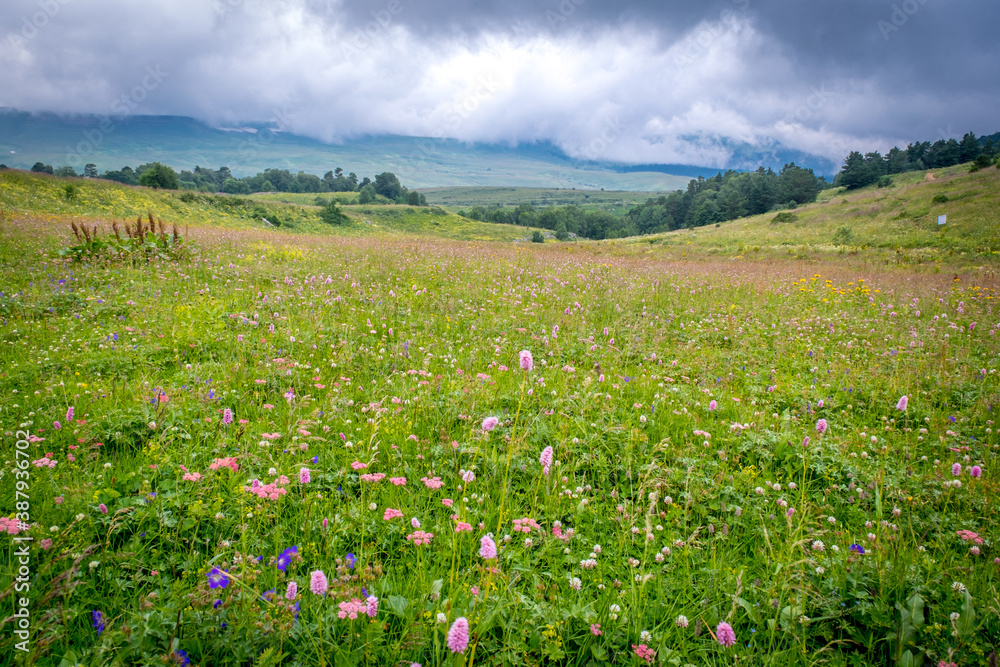 pink flowers and grass in a mountain meadow against the backdrop of mountains on a cloudy summer day